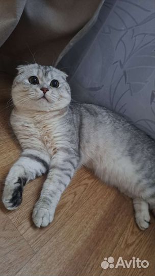 Шотландский кот на вязку