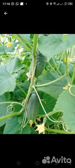 Огурцы свежие