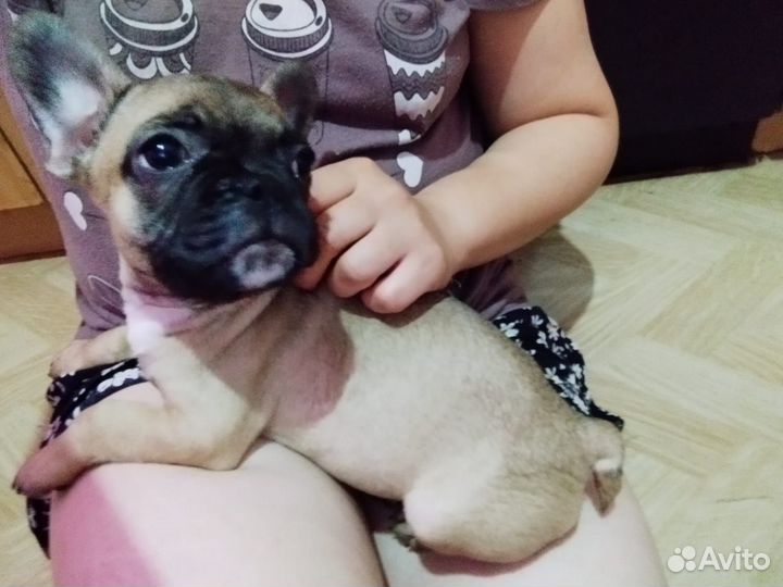 Французский бульдог
