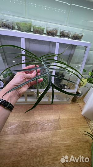 Филодендрон тортум