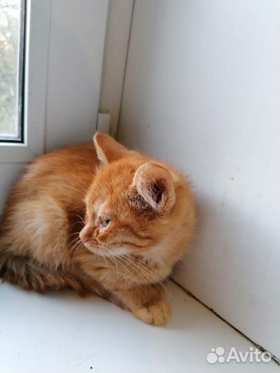 Рыжий котенок в добрые руки бесплатно