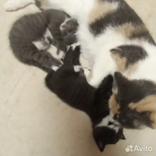 Котята котики