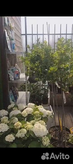 Продам готовый бизнес саженцы/разливные напитки