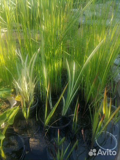 Растения для пруда и каллы