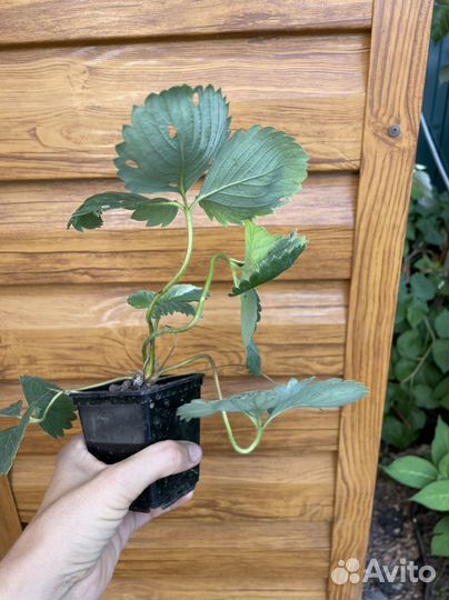 Клубника Лорд рассада