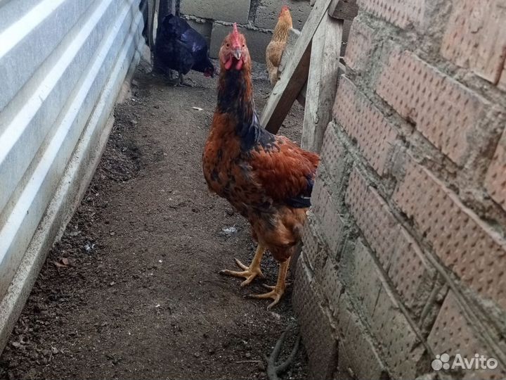 Молодые петухи