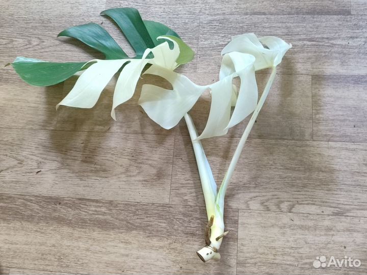 Монстера Альба вар, черенки