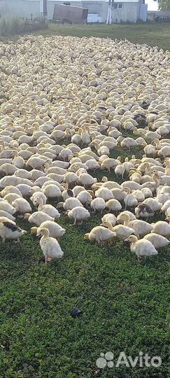 Утки муларды