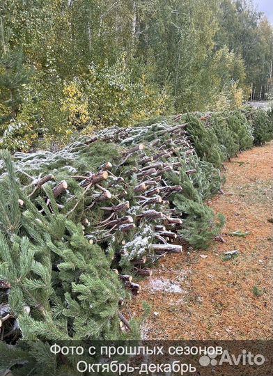 Елка сентябрьская рождественская опт