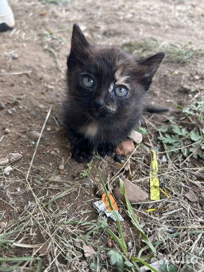 Кошка в дар