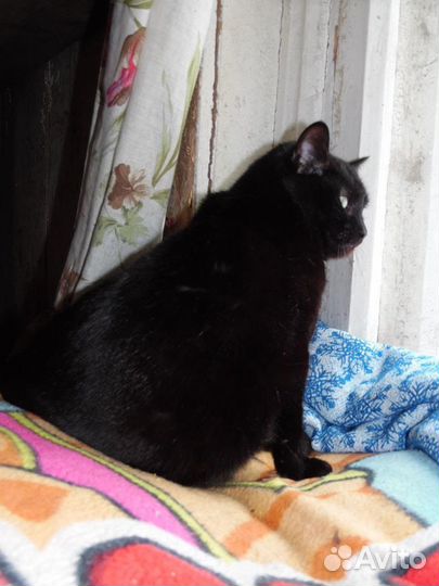 Кошечка Крис