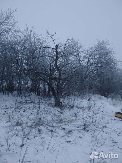 Обрезка плодовых деревьев