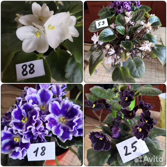 Фиалка лист