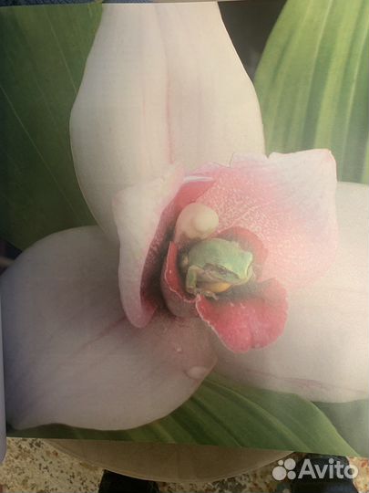 Книга The essential guide