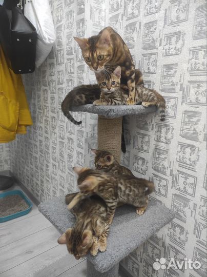 Бенгальские котята