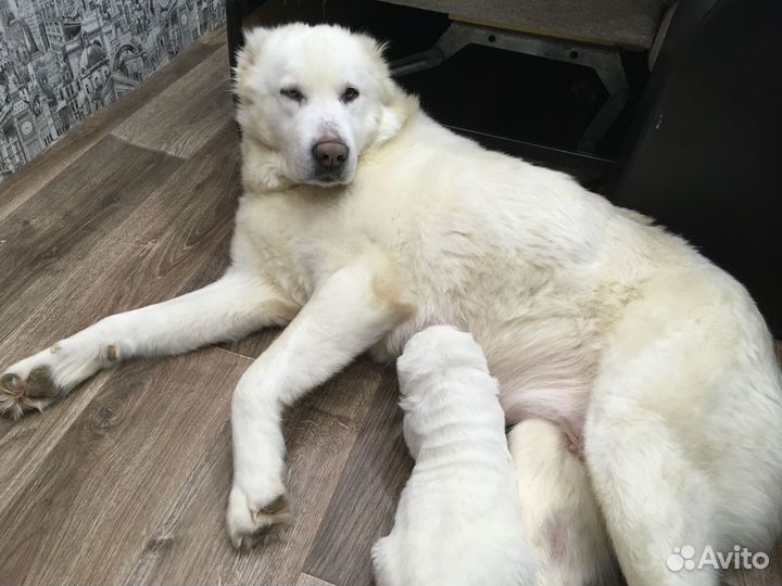 Щенки алабая