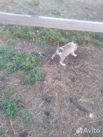 Щенки лайки