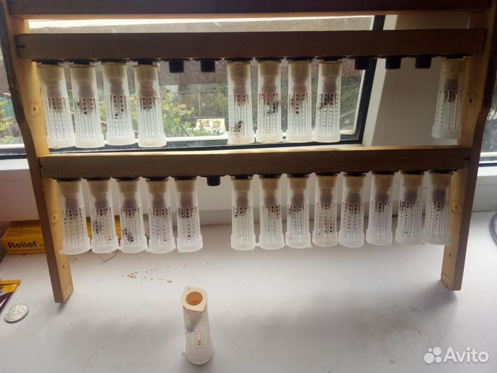 Пчеломатки Бакфаст