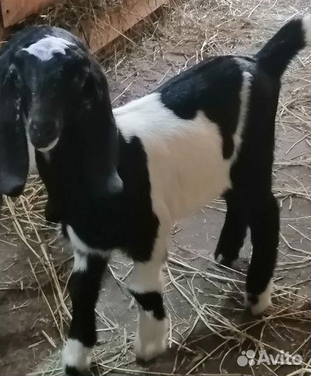 Коза, Козочка, Козлик Англо-нубийские и процентные