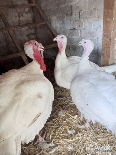 Тушки индеек