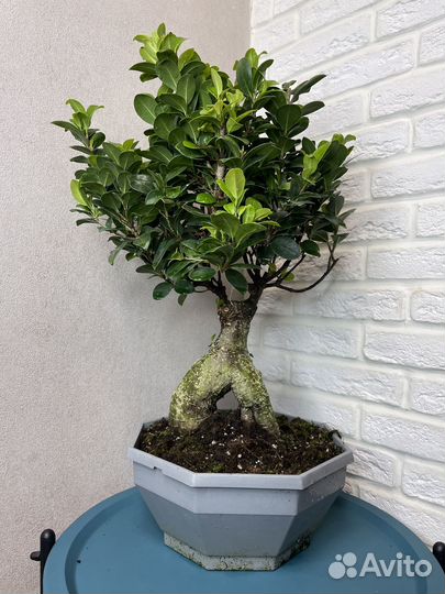 Фикус бонсай гинсенг комнатные цветы