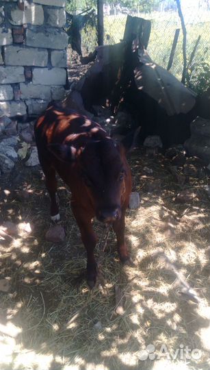 Телята бычки