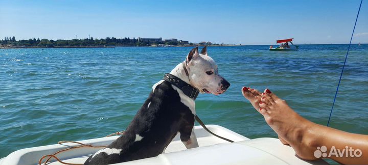 Питбуль на вязку