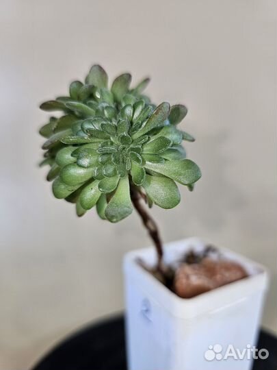 Aeonium sedifolium cristata