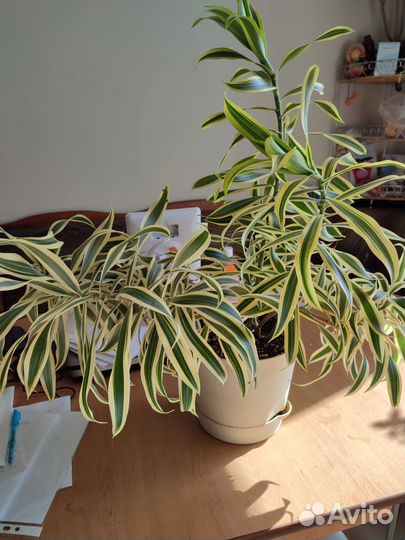 Цветы комнатные