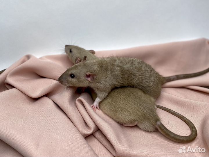 Крысята дамбо рекс