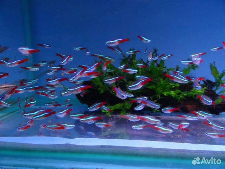 Голубой неон, Анциструс. Продажа/обмен