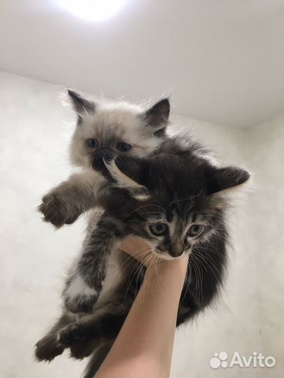 Кошки в добрые руки