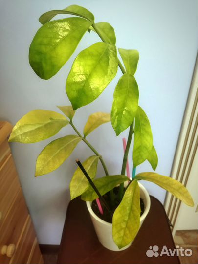 Замиокулькас вариегатный Long Leaf