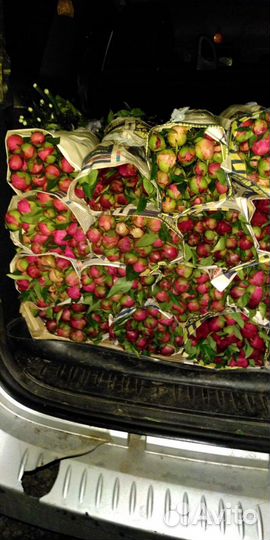 Пионы срезка, оптом