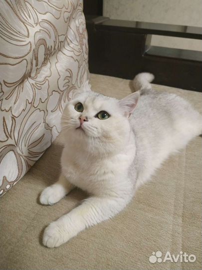 Кот британец (Вязка)
