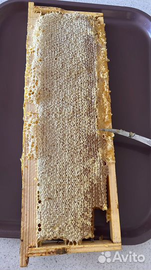 Мед алтайский