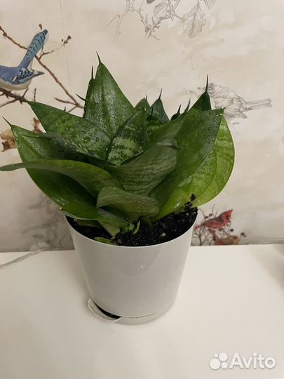 Сансевиерия