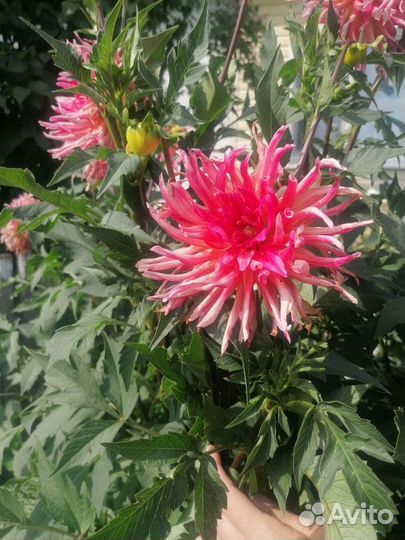 Георгины клубни