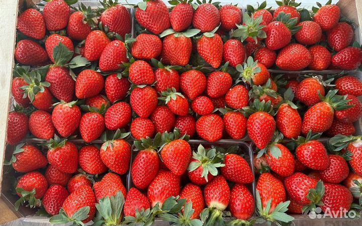 Клубника свежая турция