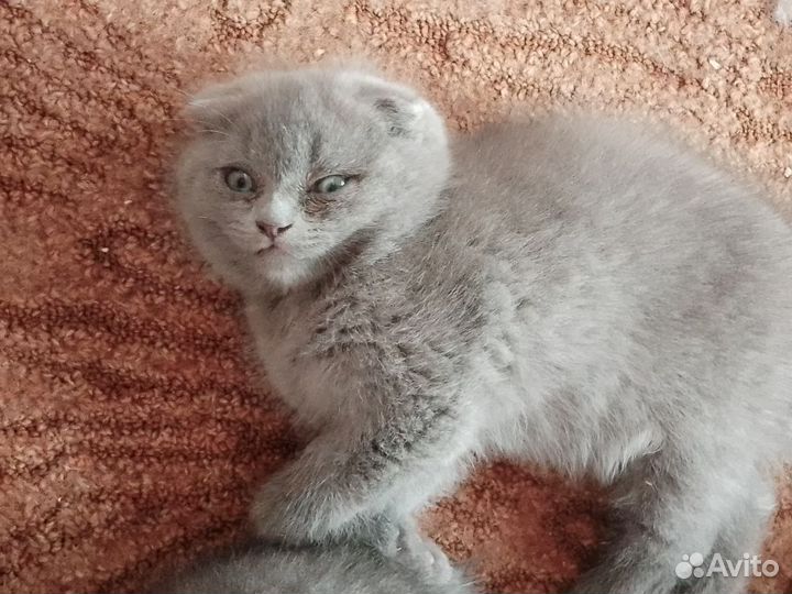 Шотландская