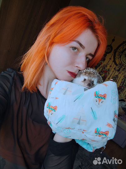 Вязка африканский ёж