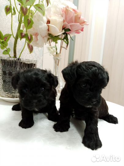 Йоркширский терьер щенки