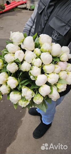 Цветы пионы/розы/ опт