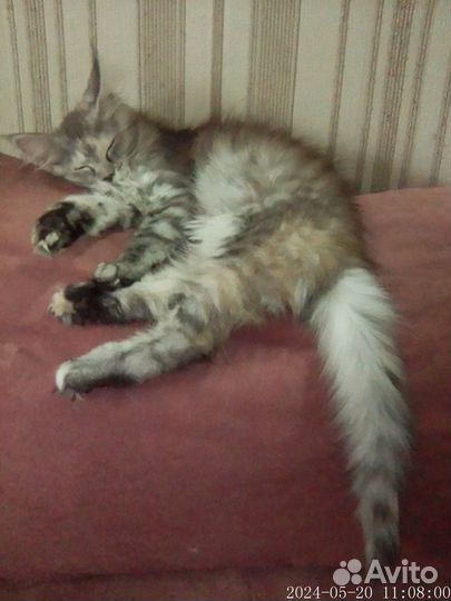 Котята мейн кун