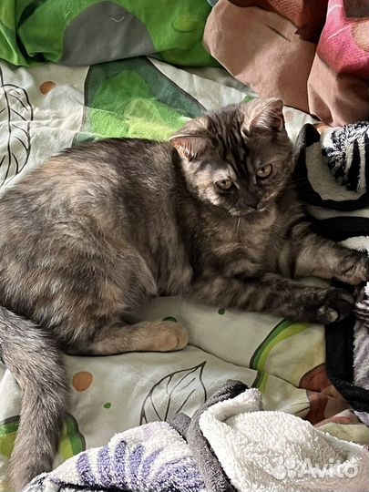 Кошка в дар бесплатно