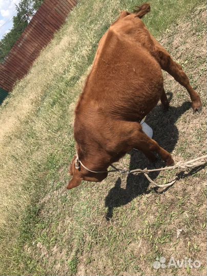 Бык и тельки