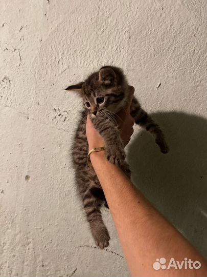 Три котенка в добрые руки