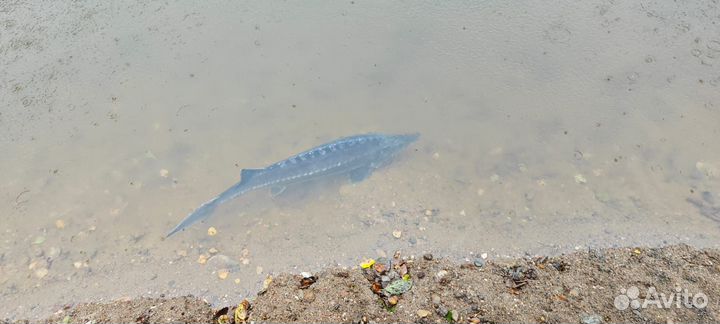 Копка прудов и водоёмов