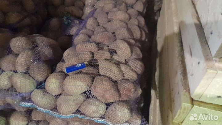 Картофель оптом