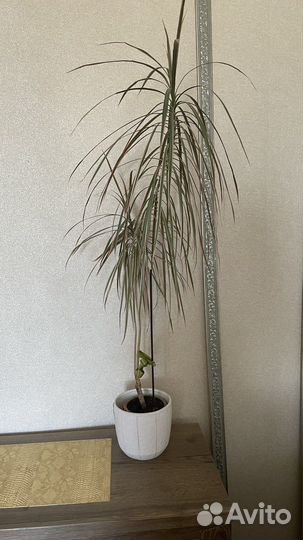 Пальма драцена